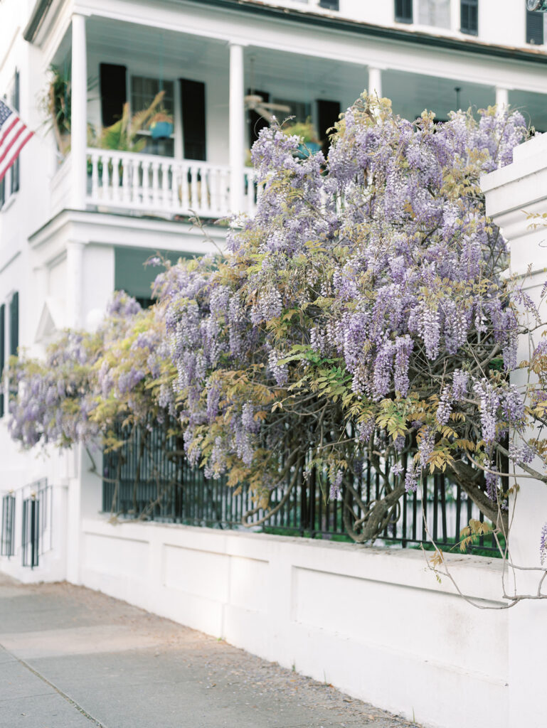 whisteria blooms draping over a fence in Charleston, Best Charleston Engagement Photo Locations